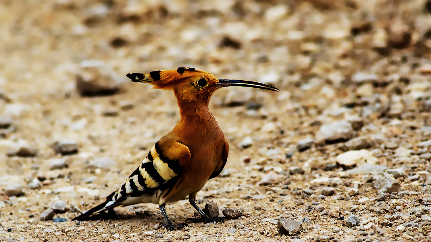 Eurasian Hoopoe